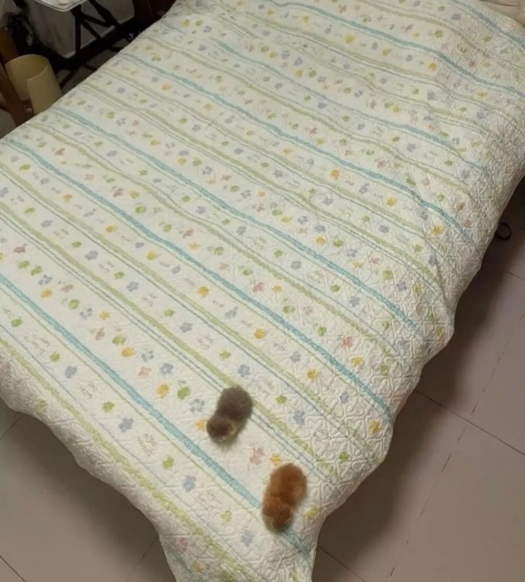 충격적인-아깽이-크기-1-이미지