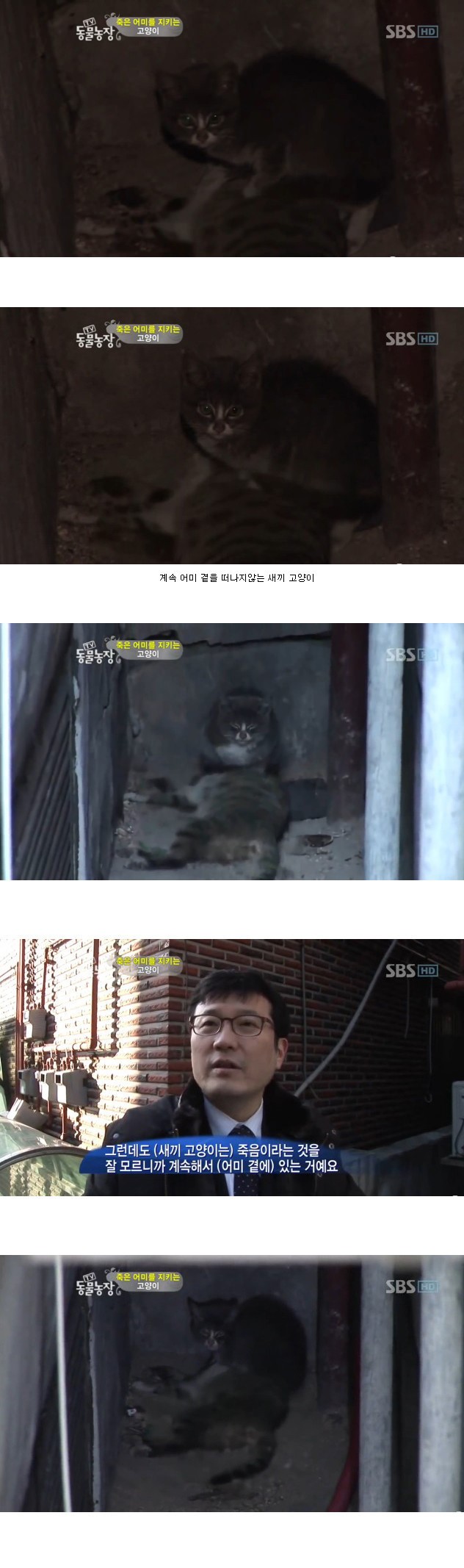 많은-시청자들을-울렸던-동물농장-죽은-어미를-지키는-아기-고양이편-5-이미지