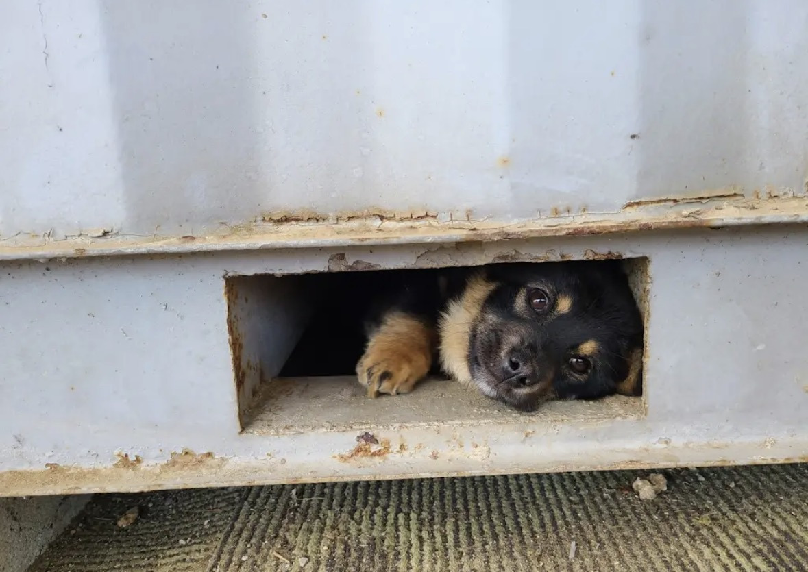 깜순이-애기때-0-이미지