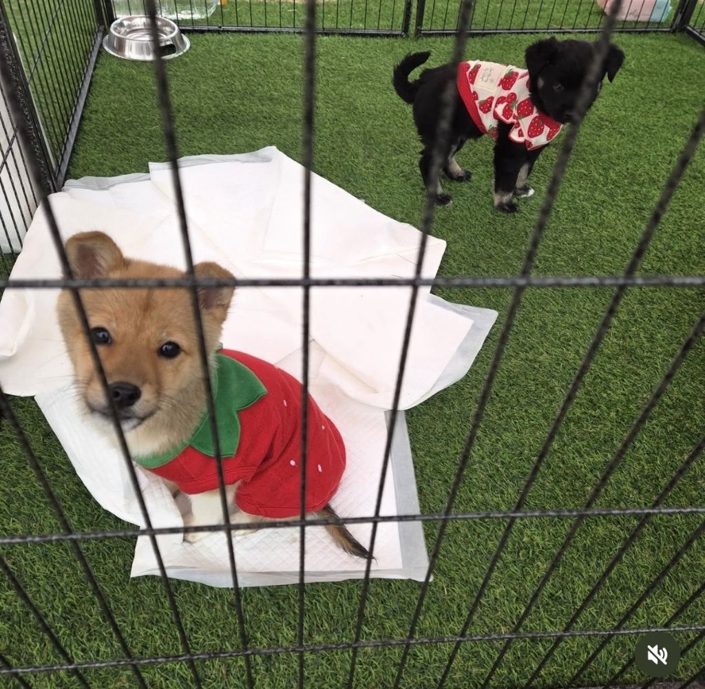 논산딸기축제-기간-4일간-유기견-53마리-새-가족-품으로-0-이미지