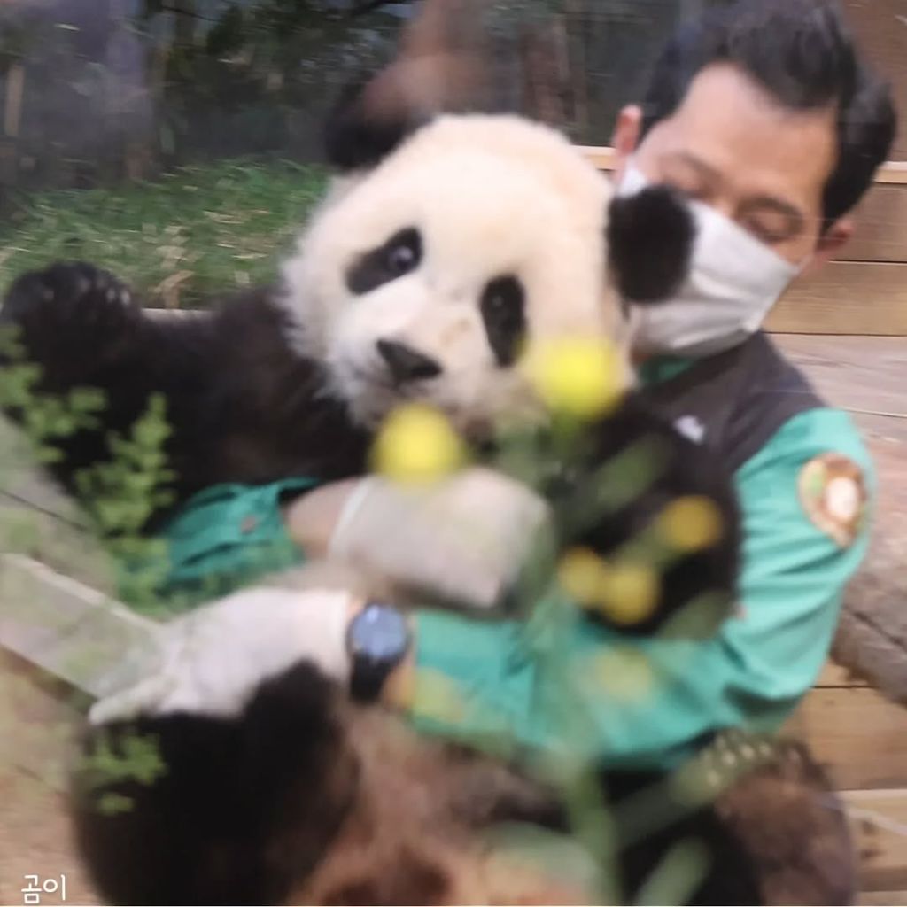 푸웅니-떠나던-날-할부지에게-위로가-된-루이바오🐼💜-7-이미지