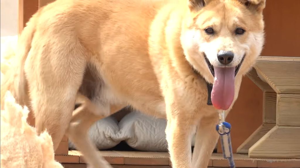 이제-개집도-만드는-매탈남-25-이미지