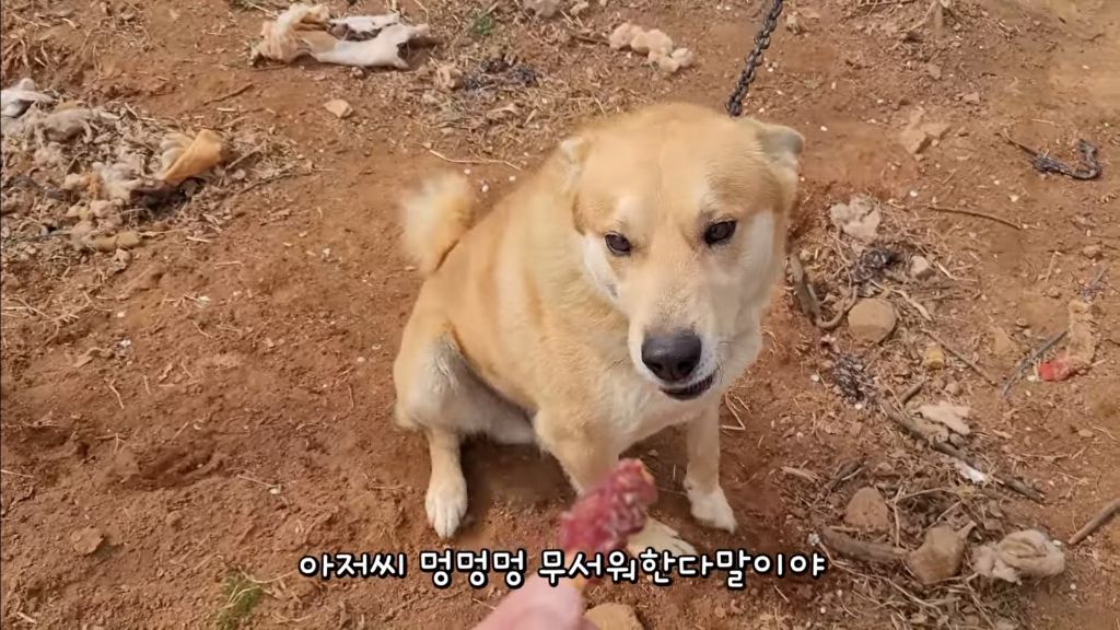 이제-개집도-만드는-매탈남-0-이미지