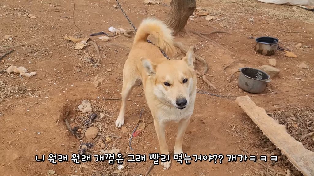 이제-개집도-만드는-매탈남-1-이미지