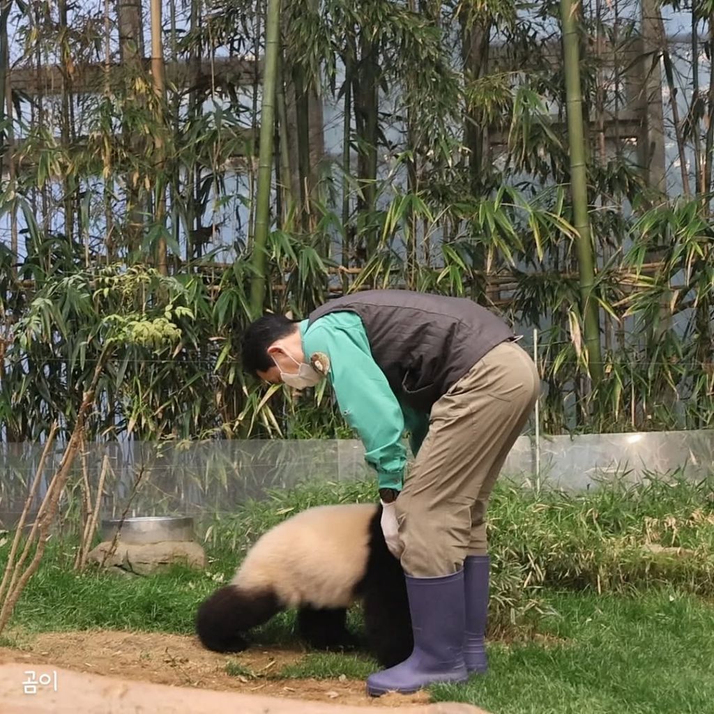 푸웅니-떠나던-날-할부지에게-위로가-된-루이바오🐼💜-4-이미지