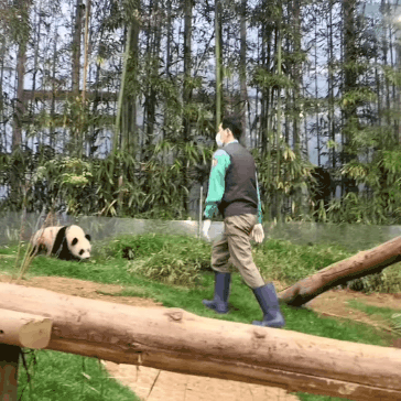 푸웅니-떠나던-날-할부지에게-위로가-된-루이바오🐼💜-0-이미지