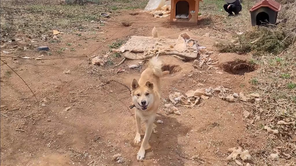 이제-개집도-만드는-매탈남-20-이미지