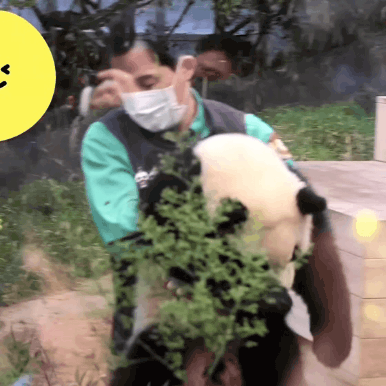 푸웅니-떠나던-날-할부지에게-위로가-된-루이바오🐼💜-1-이미지