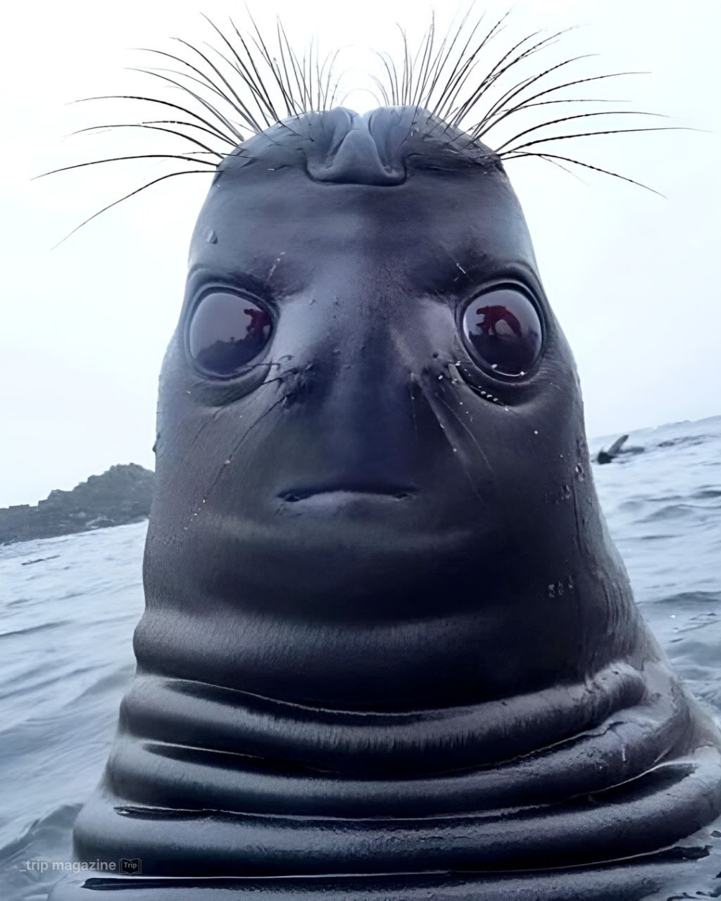 얼짱-각도-무시한-물개-1-이미지