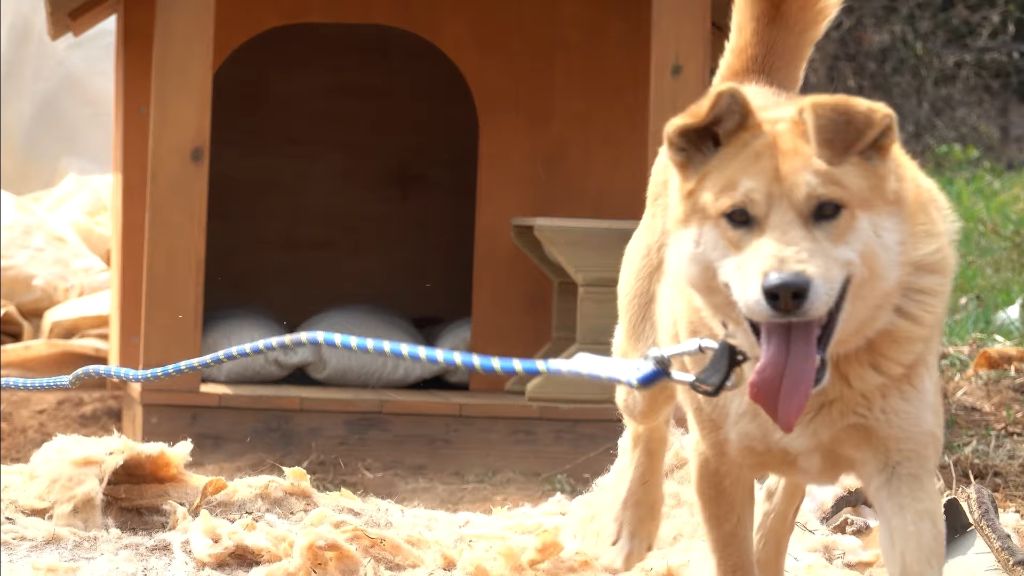 이제-개집도-만드는-매탈남-26-이미지