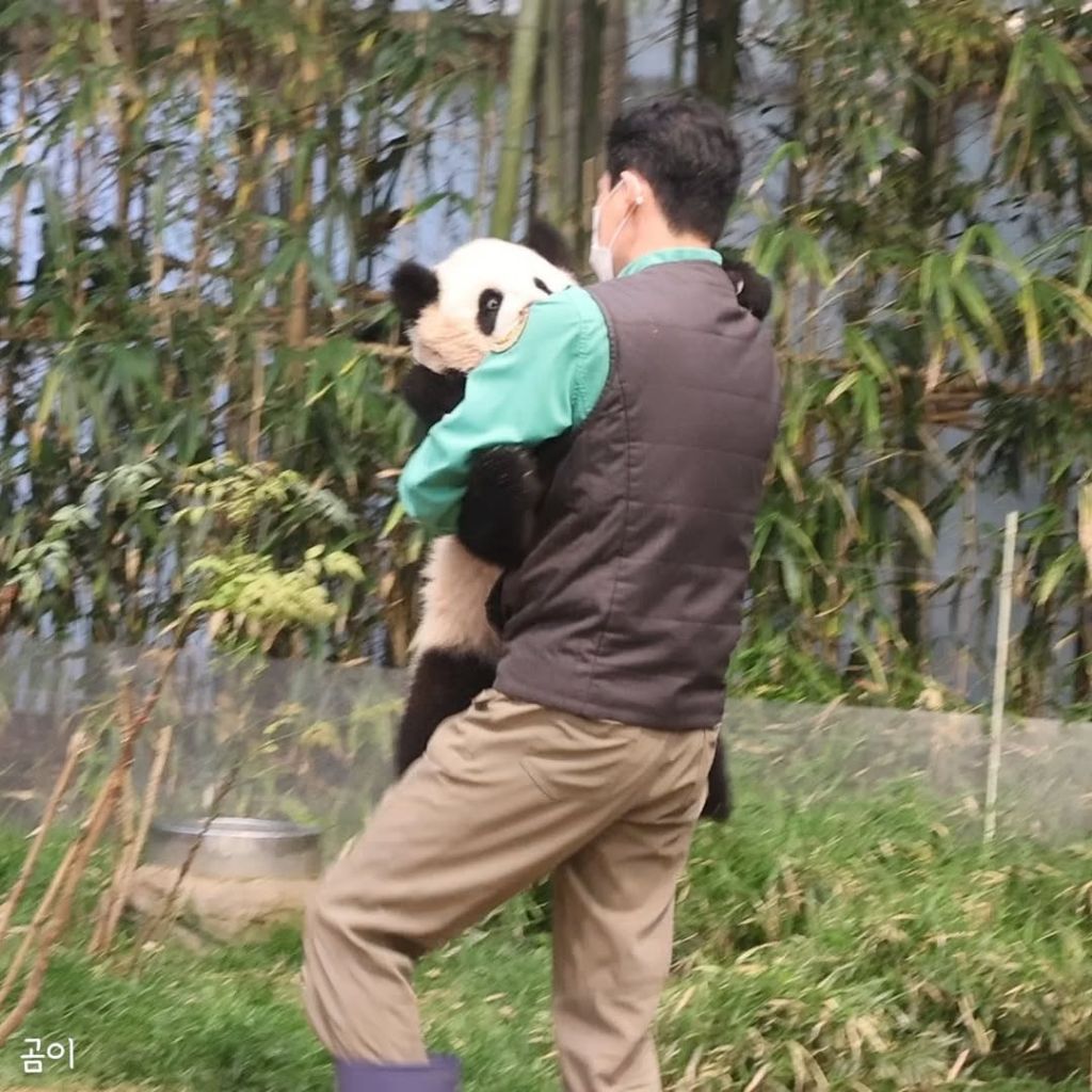 푸웅니-떠나던-날-할부지에게-위로가-된-루이바오🐼💜-5-이미지