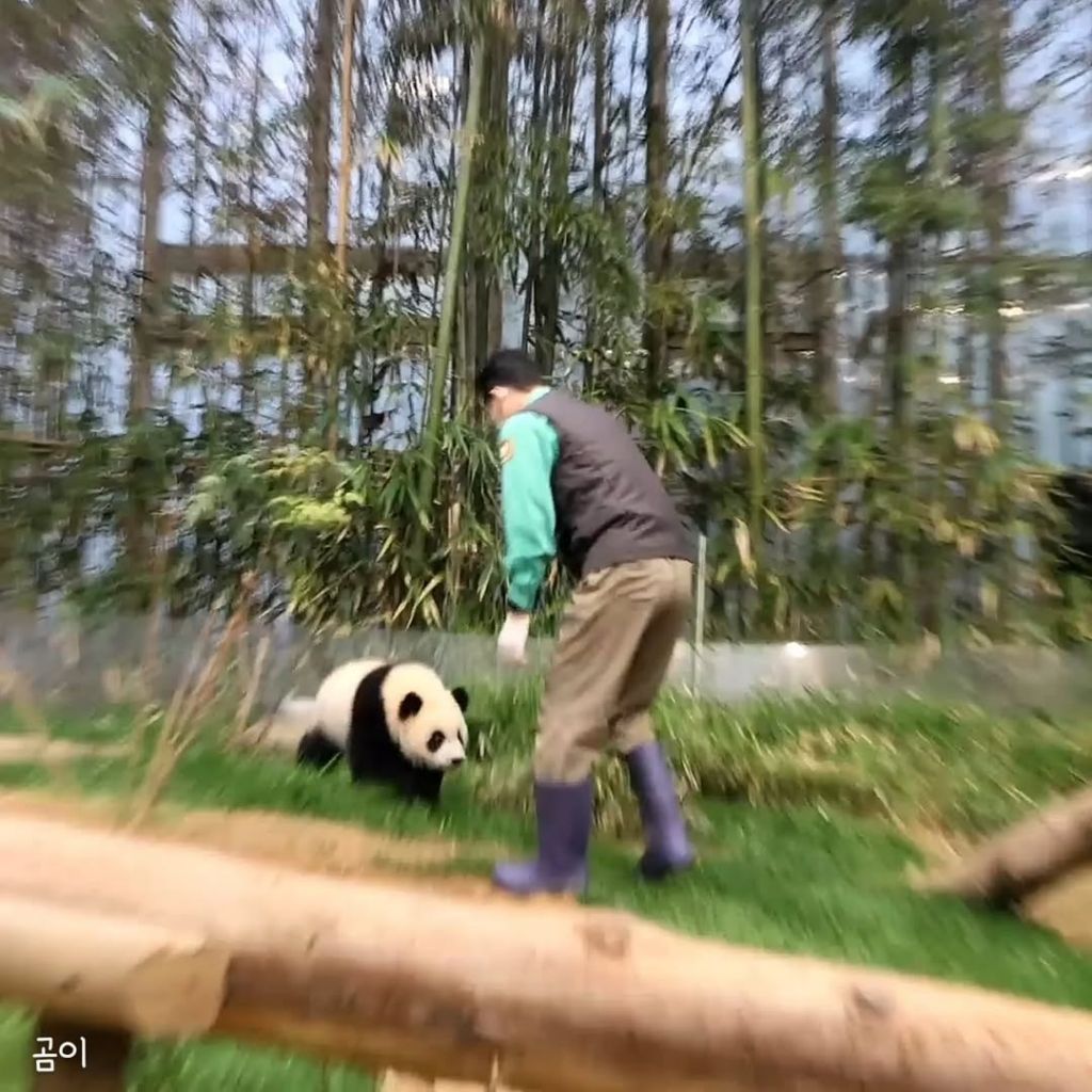 푸웅니-떠나던-날-할부지에게-위로가-된-루이바오🐼💜-3-이미지