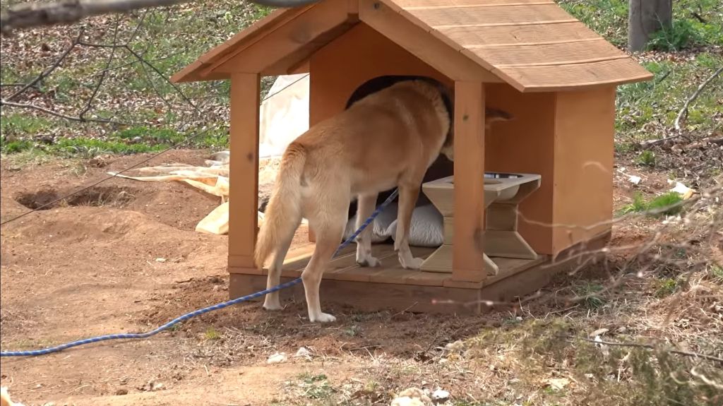 이제-개집도-만드는-매탈남-24-이미지