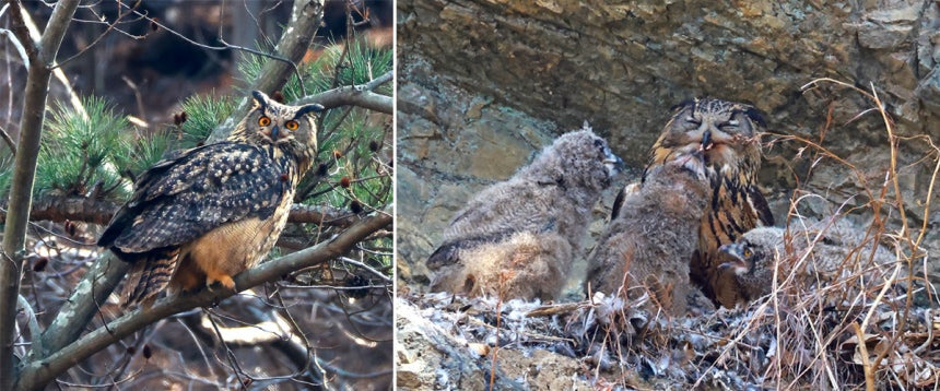 울주군-암벽서-수리부엉이-새끼-4마리-포착-0-이미지