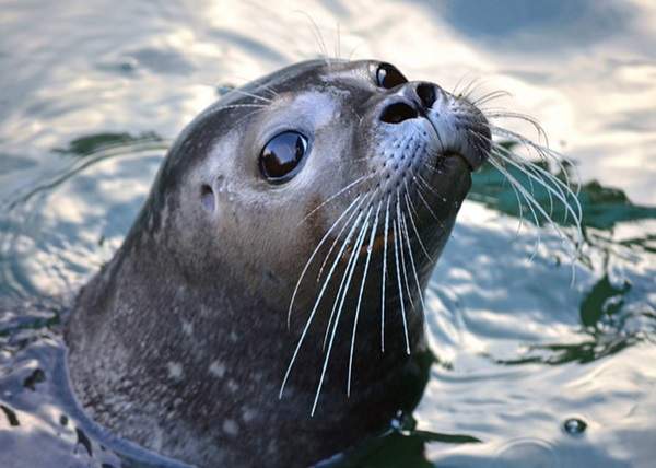 얼짱-각도-무시한-물개-2-이미지