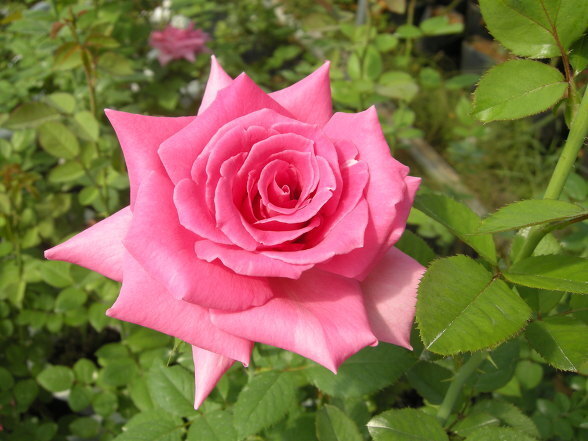 여러-장미의-종류들.jpg-18-이미지