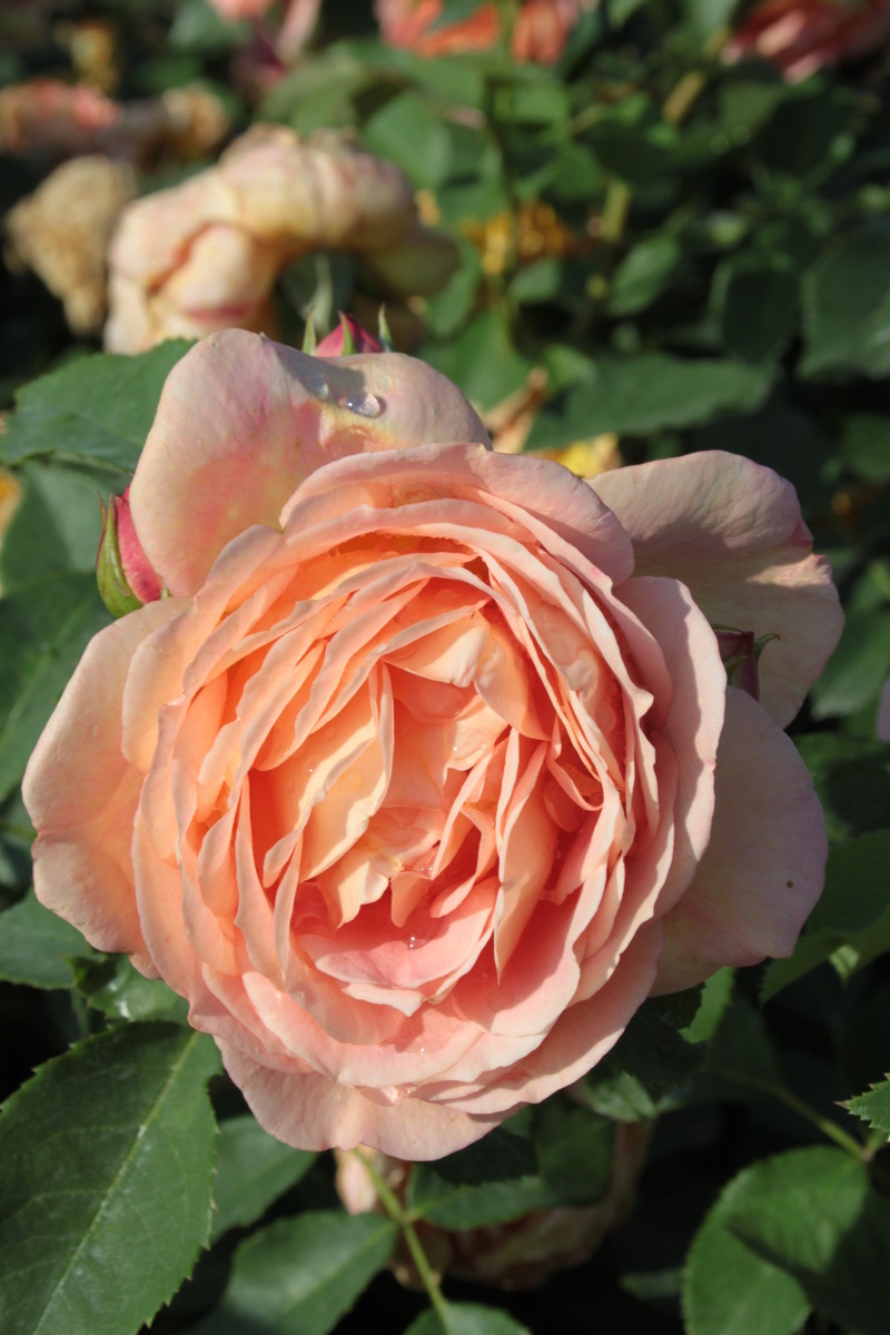 여러-장미의-종류들.jpg-9-이미지