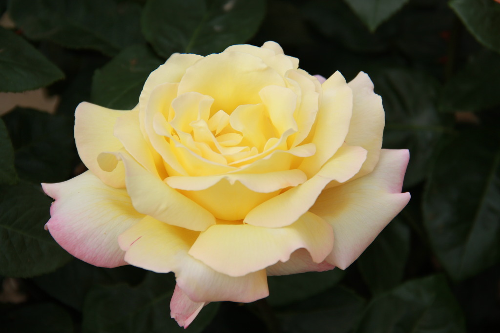 여러-장미의-종류들.jpg-31-이미지