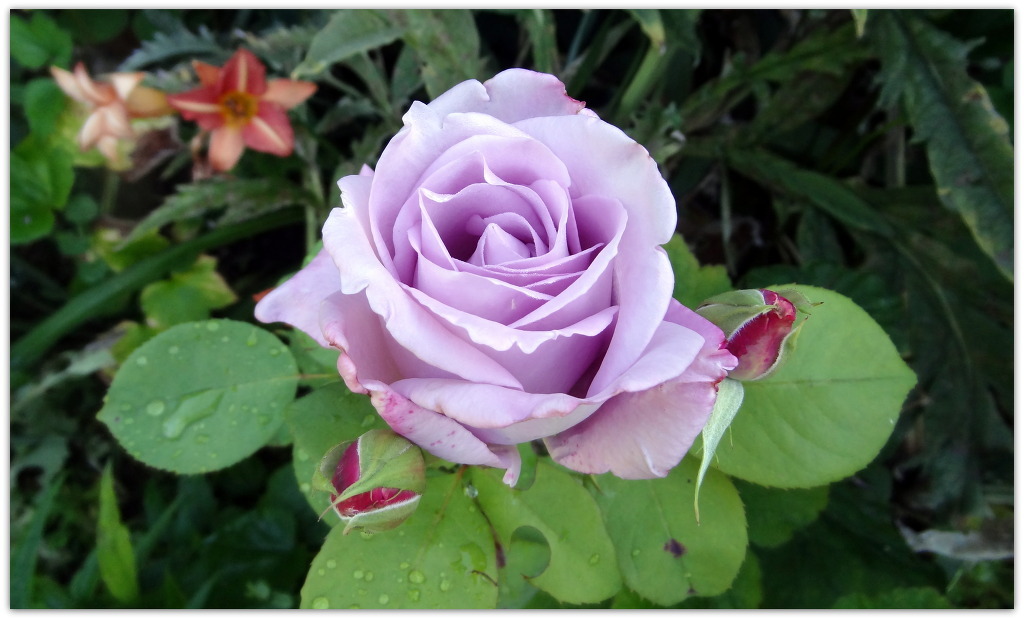 여러-장미의-종류들.jpg-27-이미지