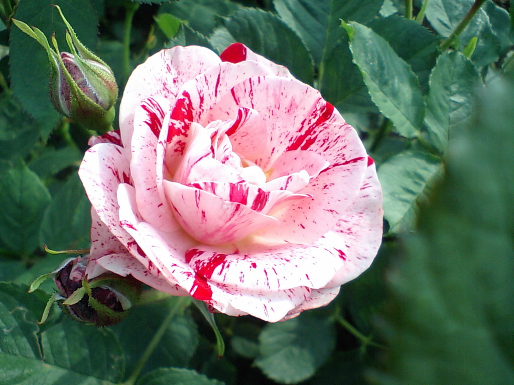 여러-장미의-종류들.jpg-29-이미지