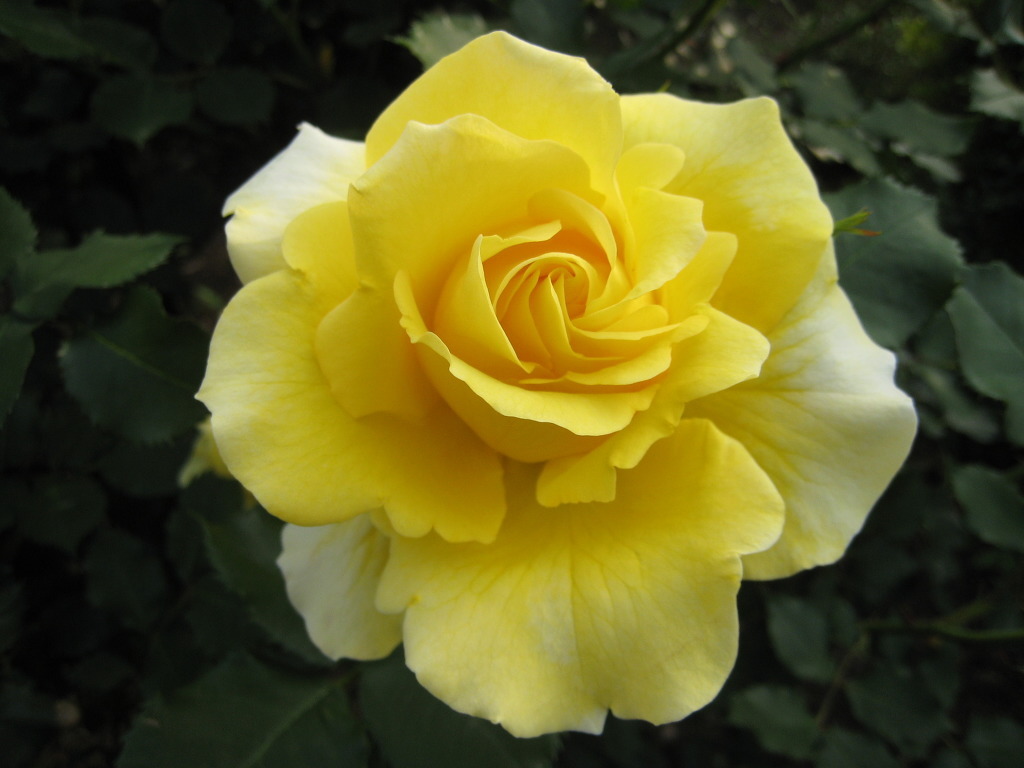 여러-장미의-종류들.jpg-3-이미지