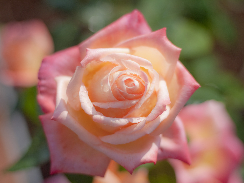 여러-장미의-종류들.jpg-17-이미지