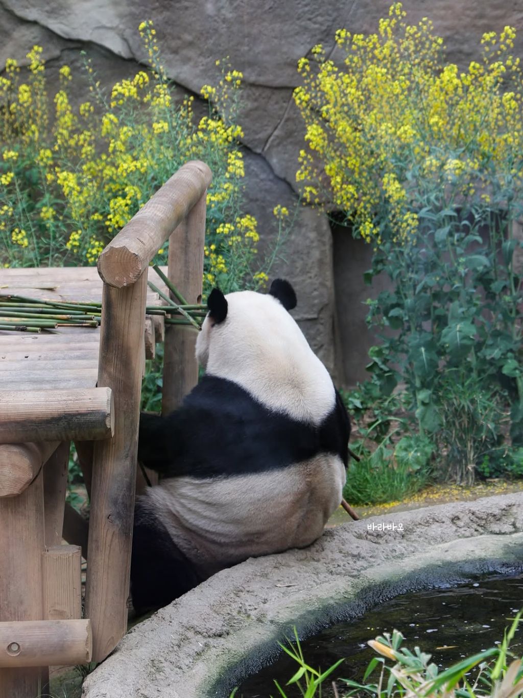 엉뚱한-러바오🐼ㅋㅋㅋㅋㅋ-3-이미지
