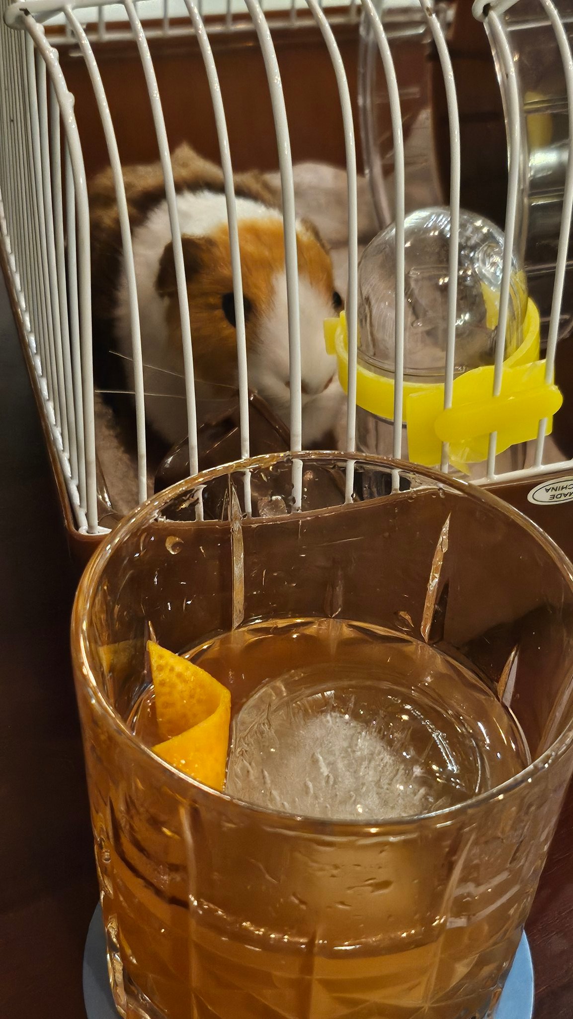 기니피그-관람료(*칵테일입니다)-3-이미지