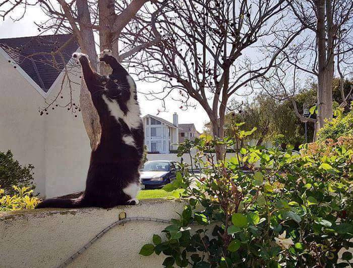 고양이가-포즈-취해서-사진-찍었더니-생긴-일...jpg-6-이미지