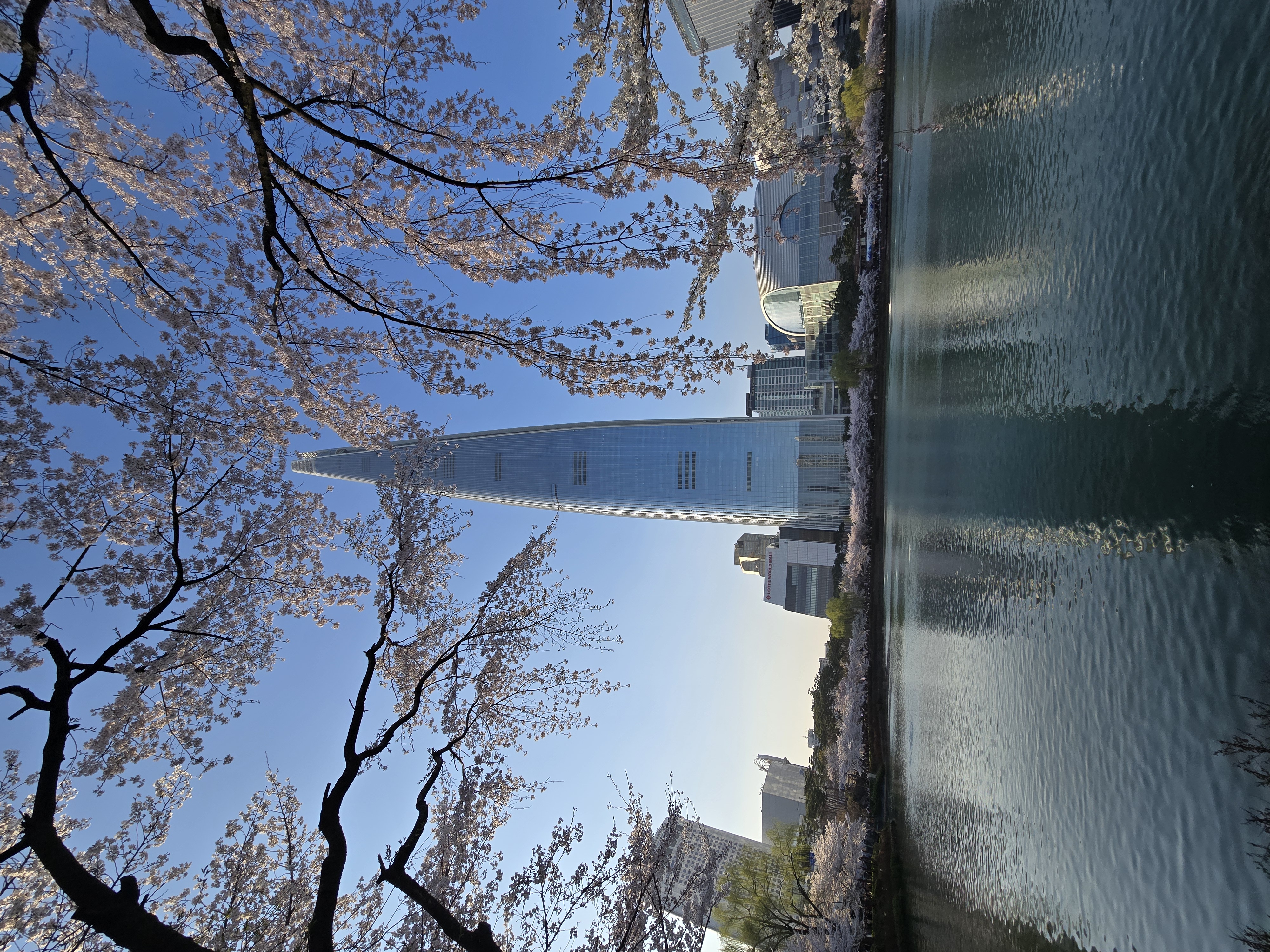 석촌호수-벚꽃-야경(20264.2.)-12-이미지