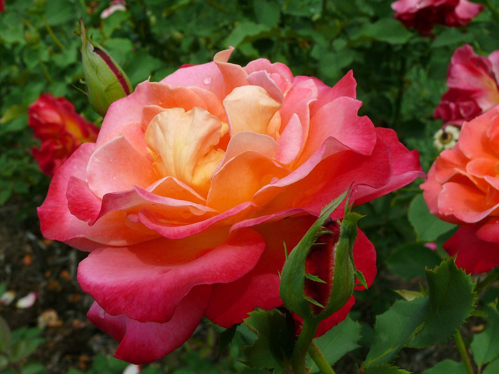 여러-장미의-종류들.jpg-4-이미지