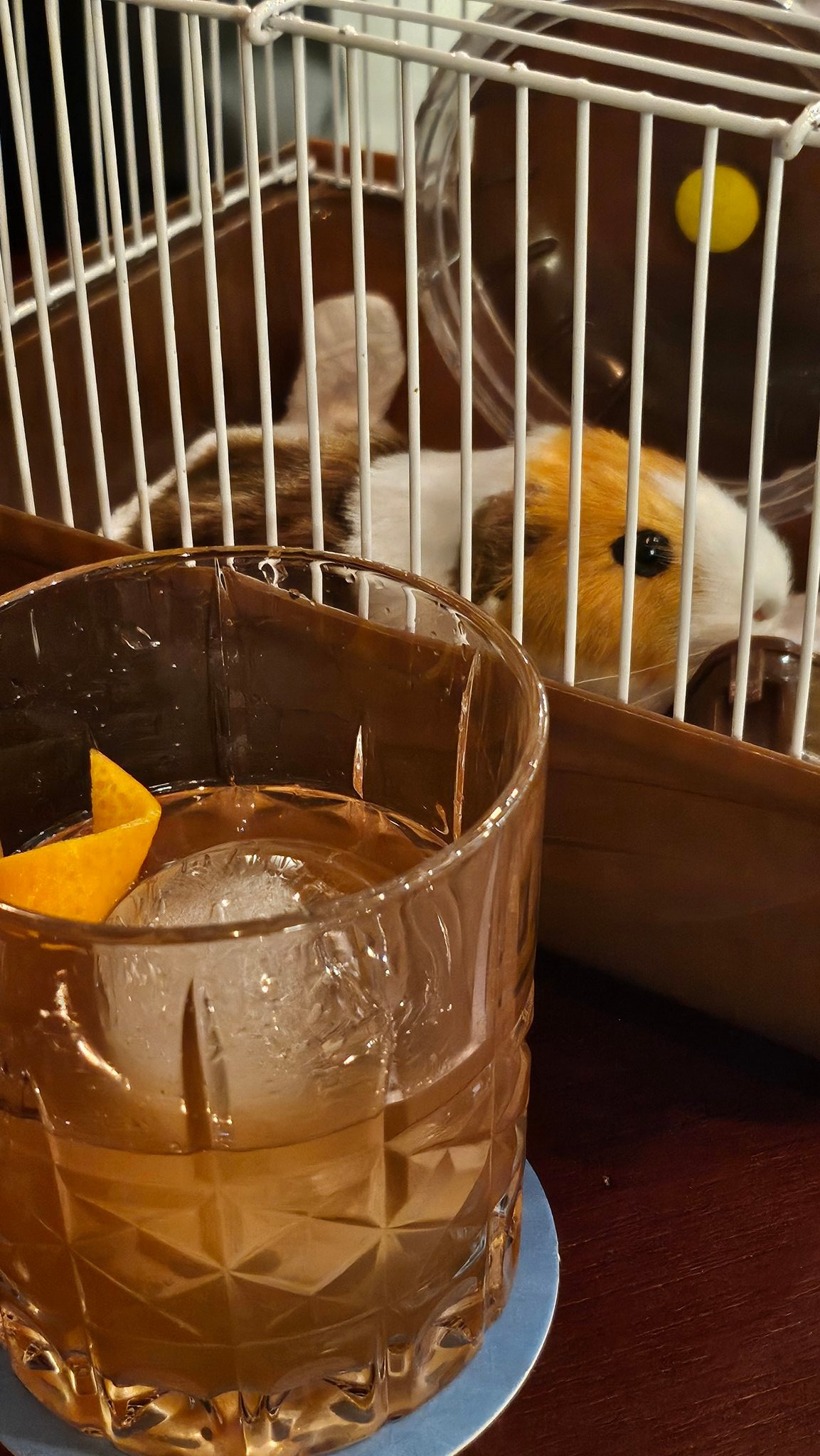 기니피그-관람료(*칵테일입니다)-2-이미지