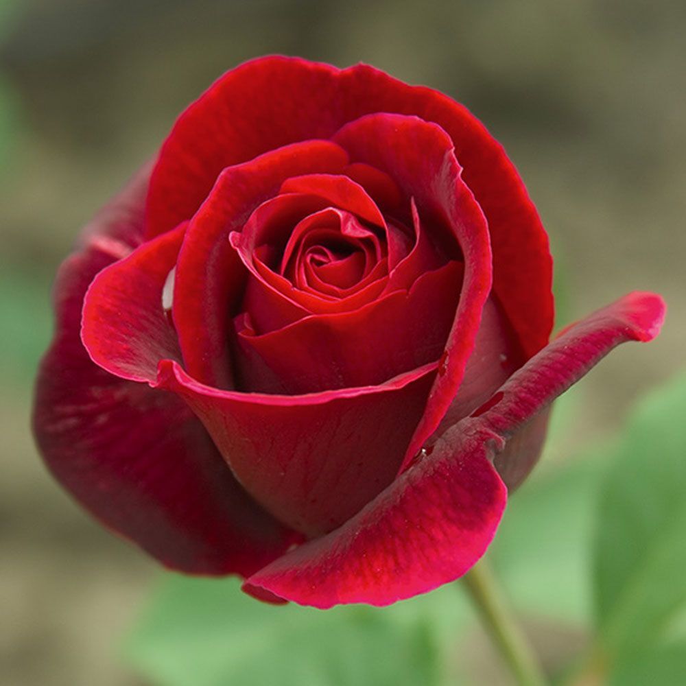 여러-장미의-종류들.jpg-21-이미지