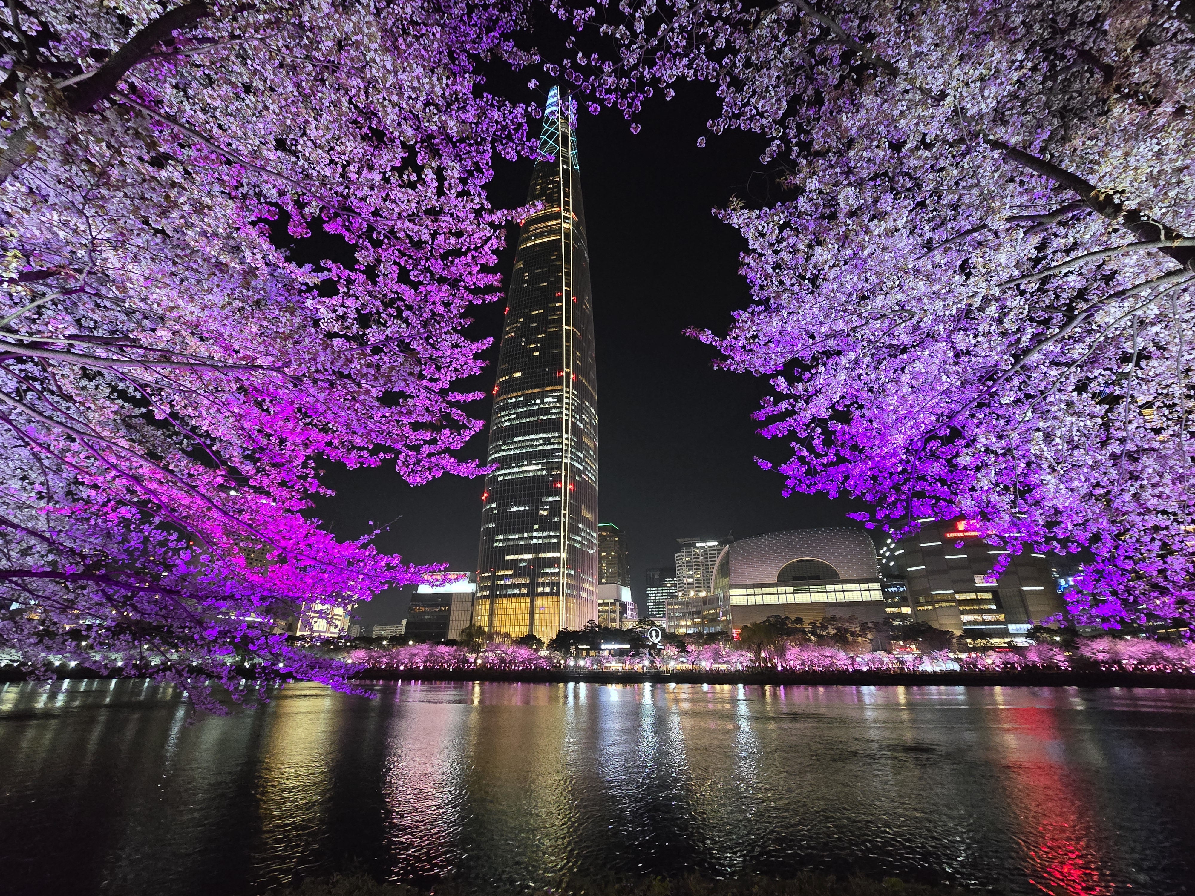 석촌호수-벚꽃-야경(20264.2.)-4-이미지