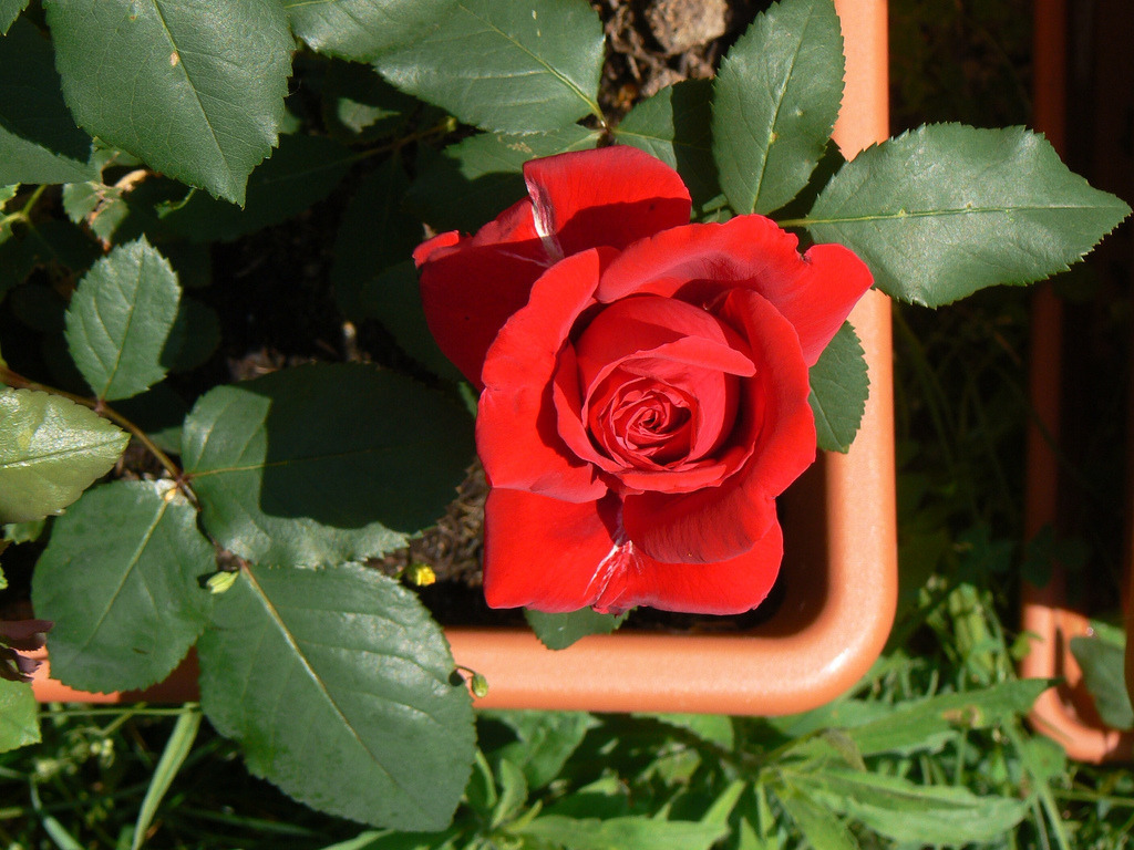 여러-장미의-종류들.jpg-23-이미지