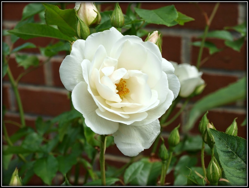 여러-장미의-종류들.jpg-15-이미지