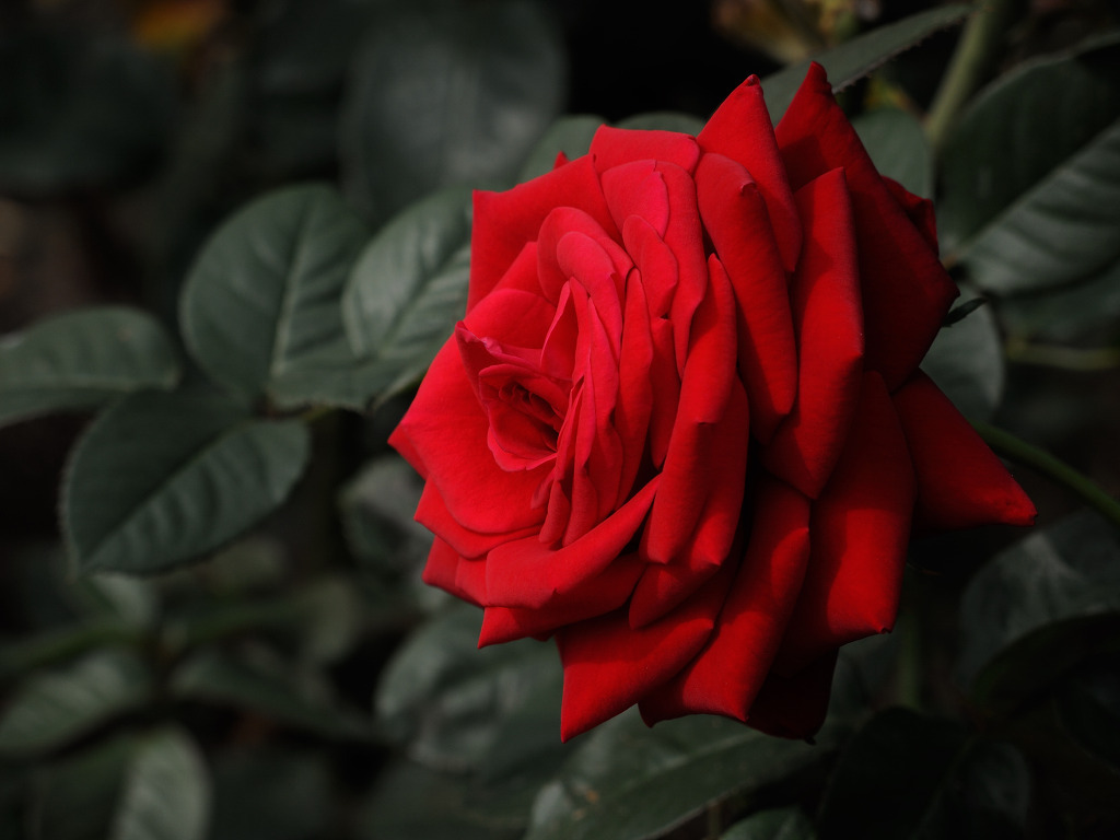 여러-장미의-종류들.jpg-22-이미지