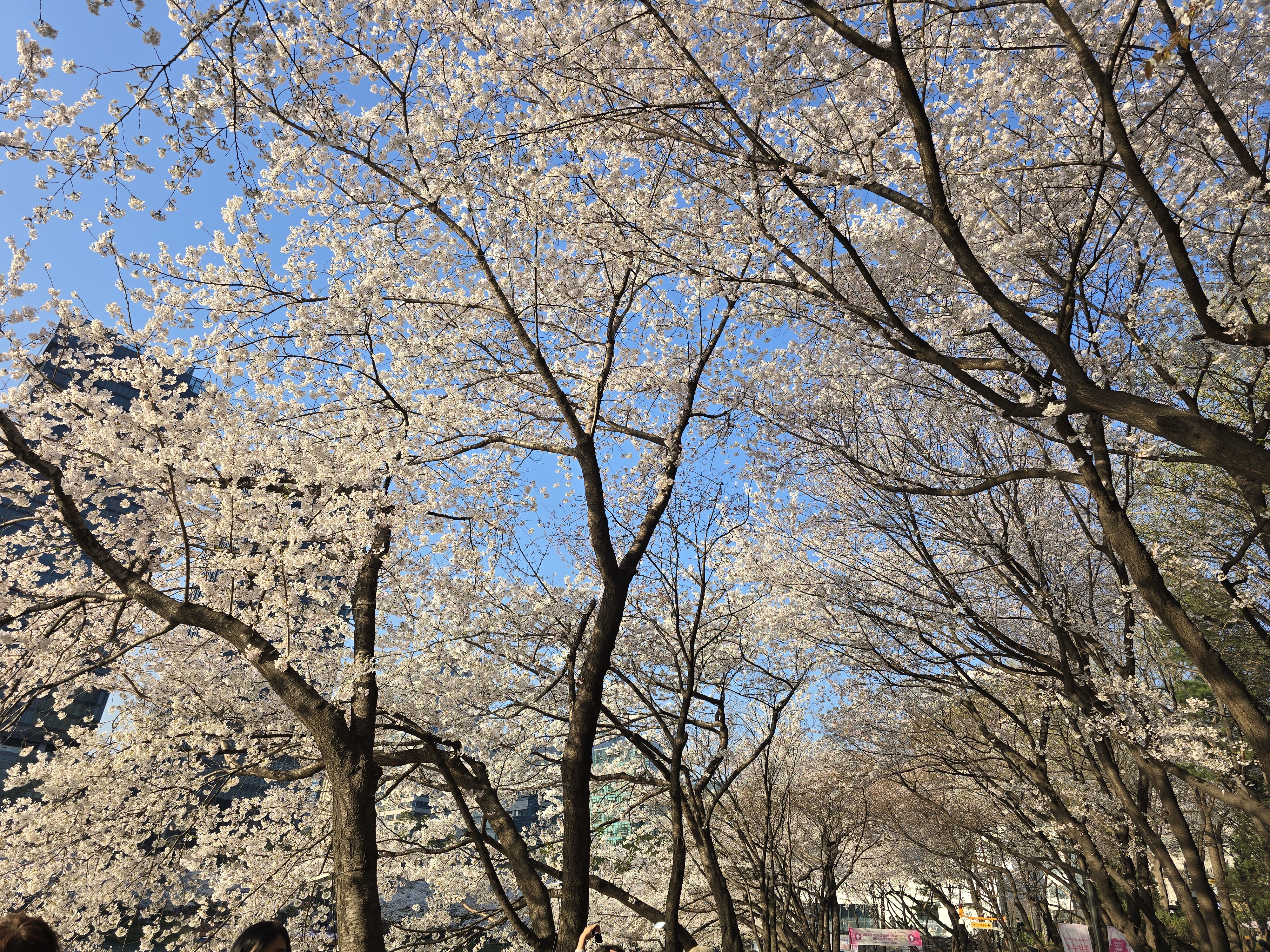 석촌호수-벚꽃-야경(20264.2.)-11-이미지