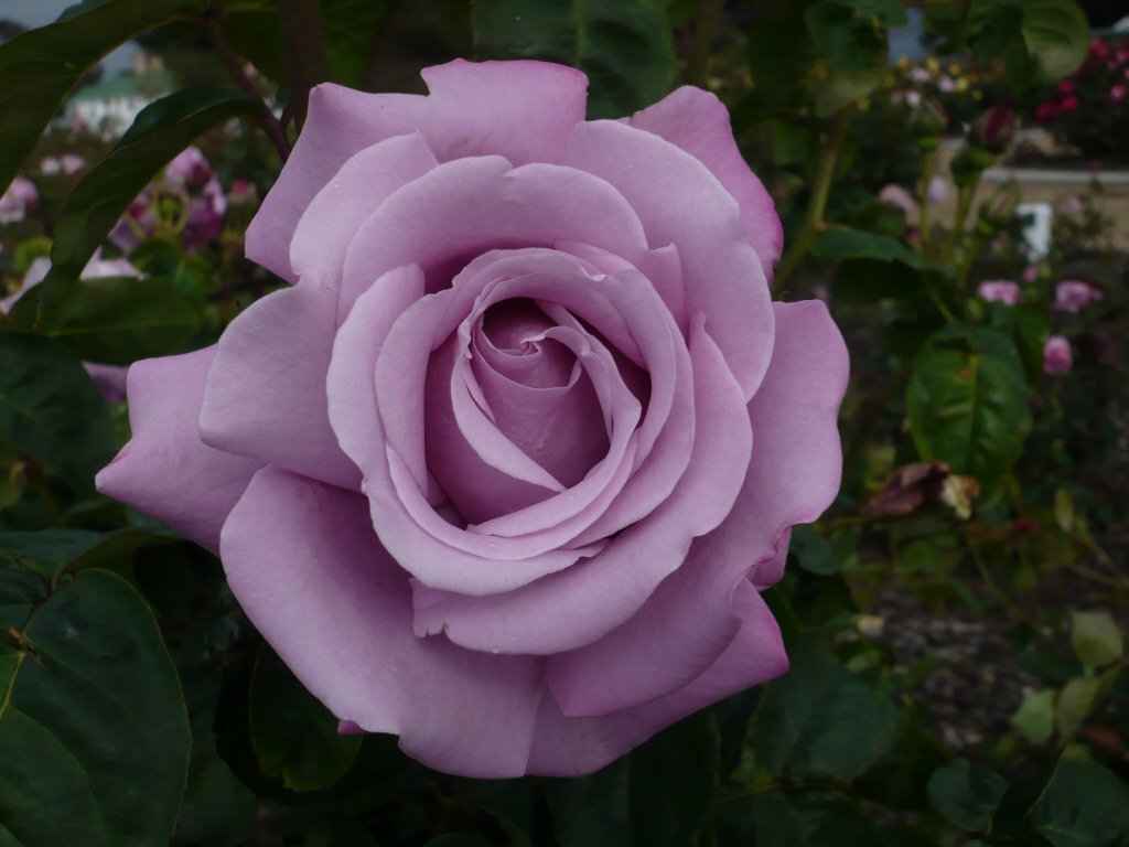 여러-장미의-종류들.jpg-28-이미지