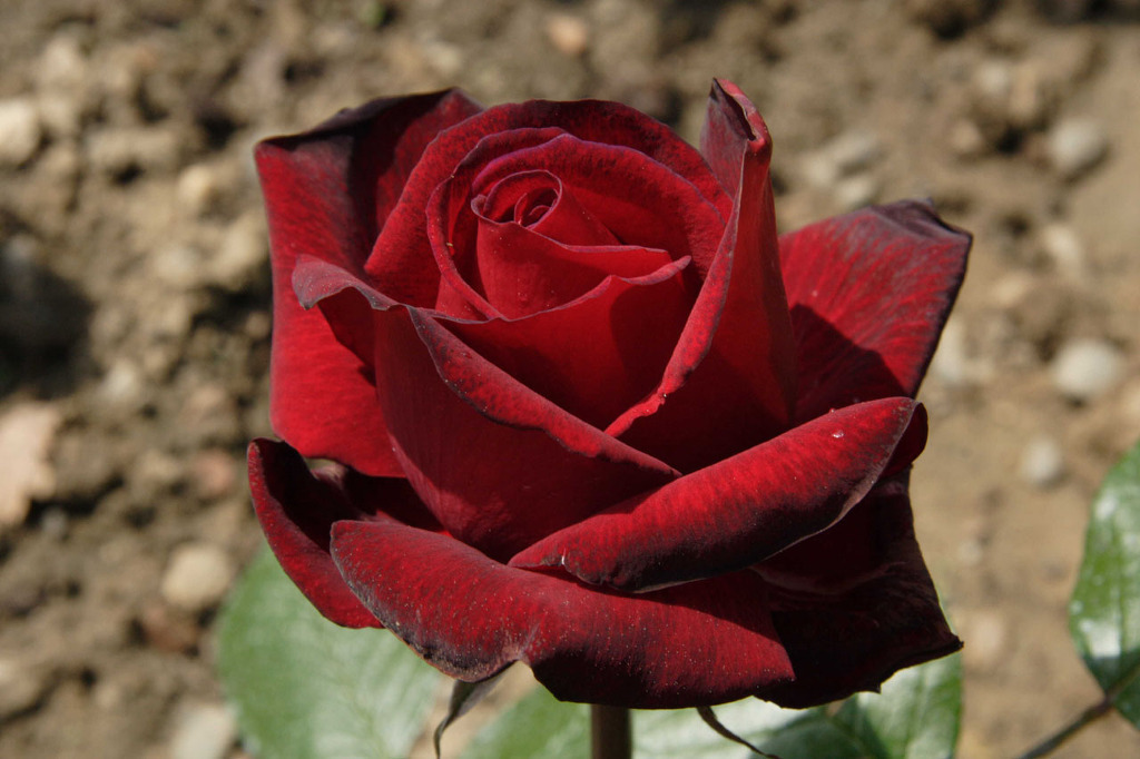 여러-장미의-종류들.jpg-25-이미지