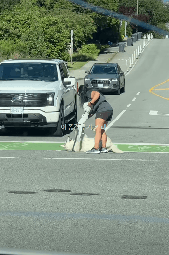 업어달라고-땡깡부리는-멍멍이-0-이미지