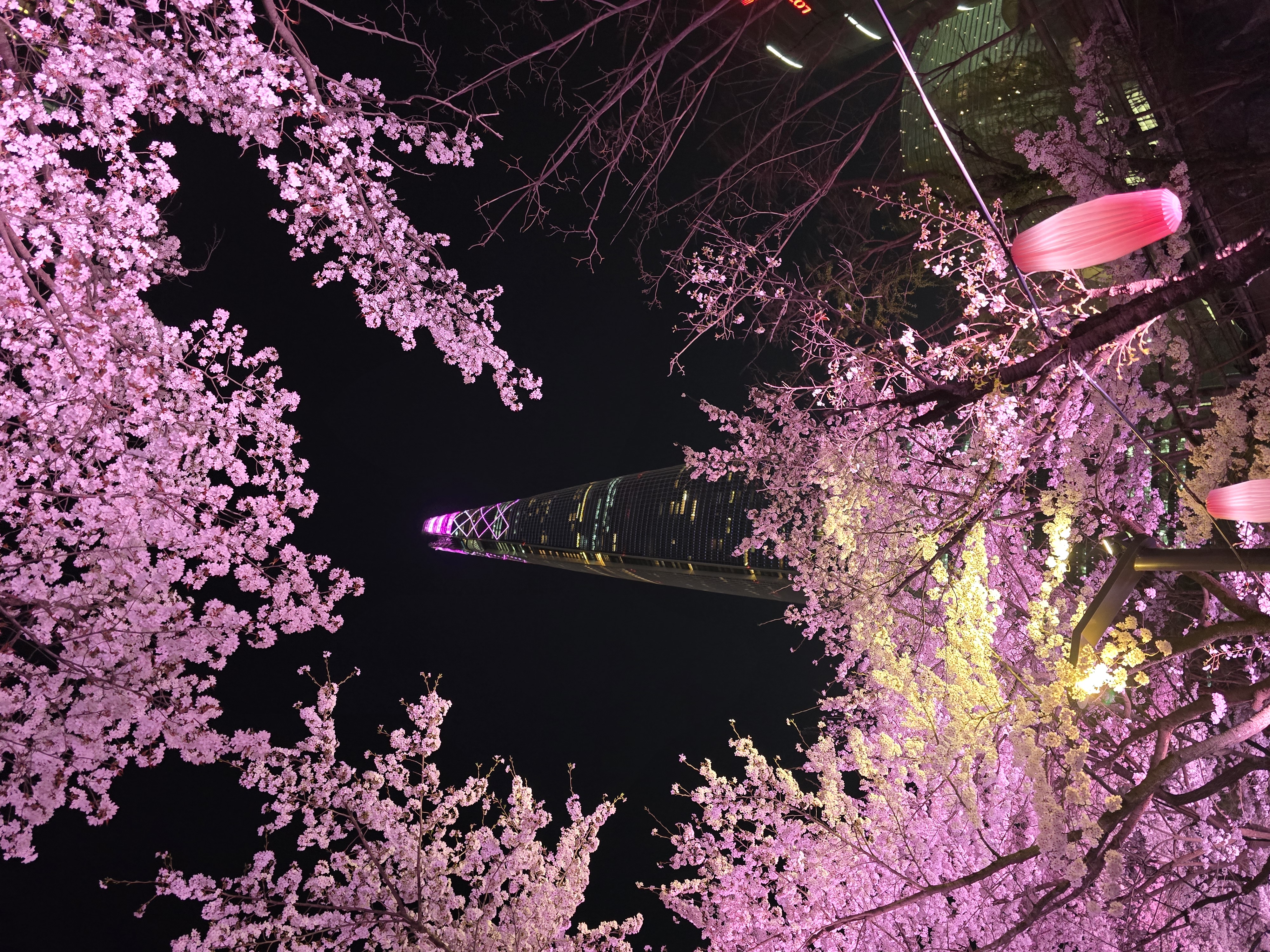 석촌호수-벚꽃-야경(20264.2.)-1-이미지