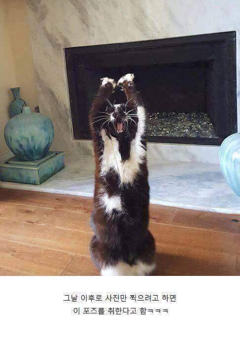 고양이가-포즈-취해서-사진-찍었더니-생긴-일...jpg-1-이미지