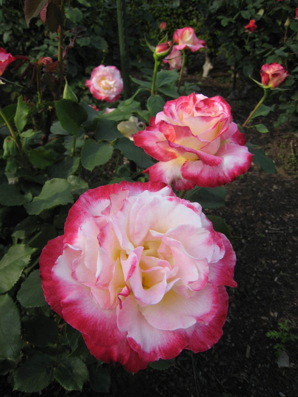 여러-장미의-종류들.jpg-5-이미지