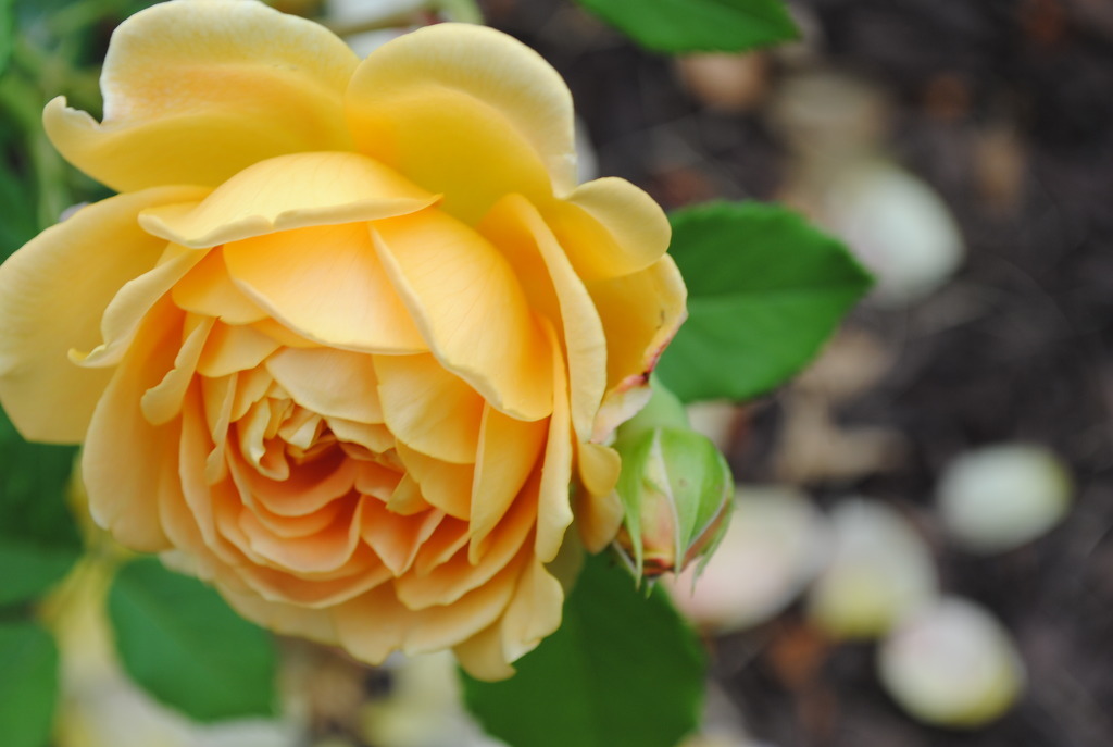 여러-장미의-종류들.jpg-1-이미지