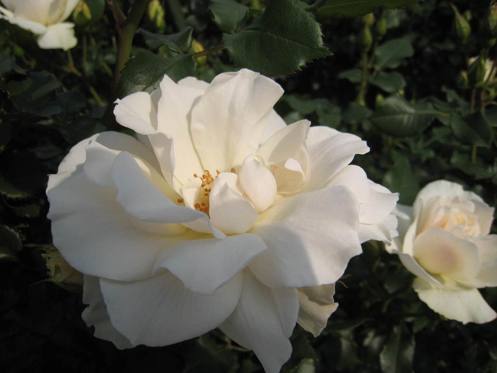 여러-장미의-종류들.jpg-13-이미지