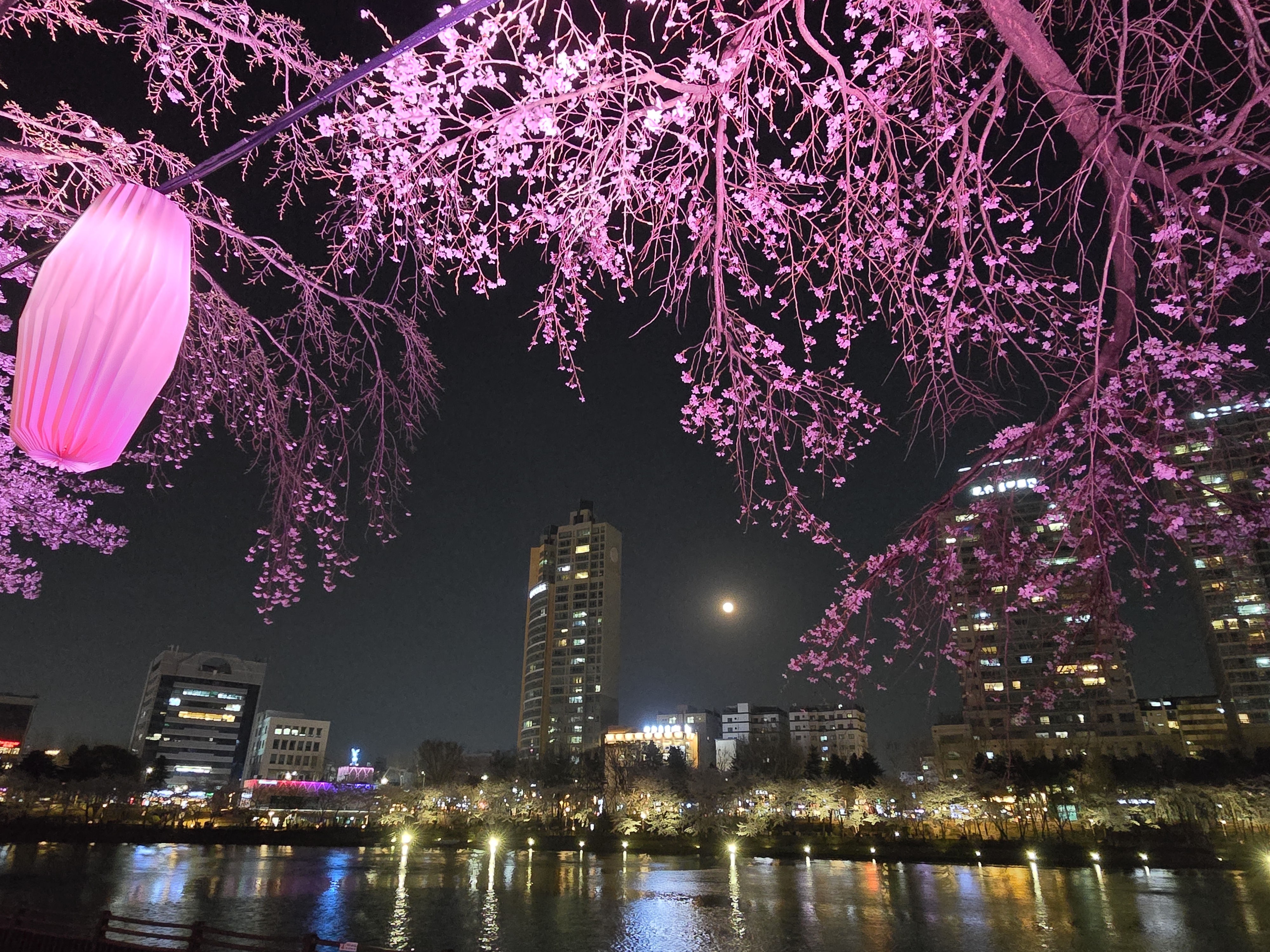 석촌호수-벚꽃-야경(20264.2.)-0-이미지