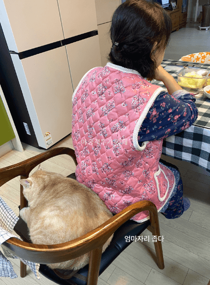 밥-먹는-집사-방해하는-고양이-0-이미지