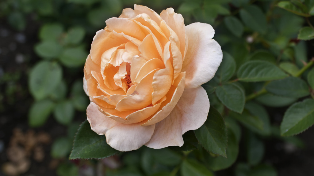 여러-장미의-종류들.jpg-8-이미지