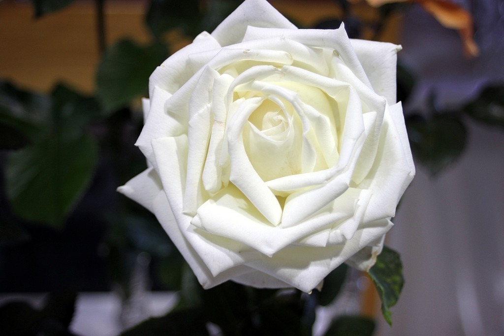 여러-장미의-종류들.jpg-14-이미지